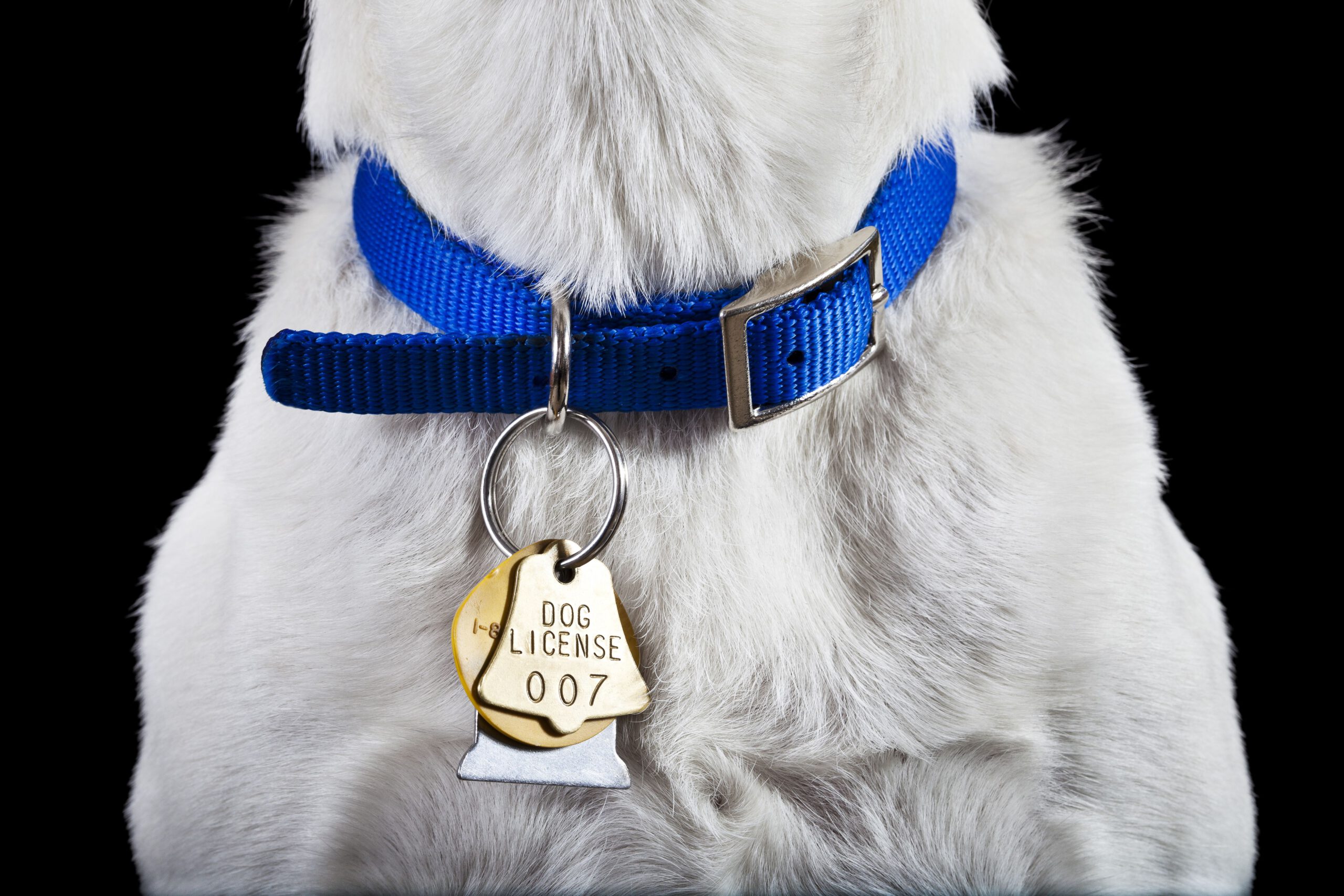 dog collar bandanas