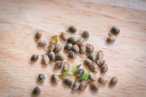 Choosing the Best Seeds for Maximum Success in Marijuana