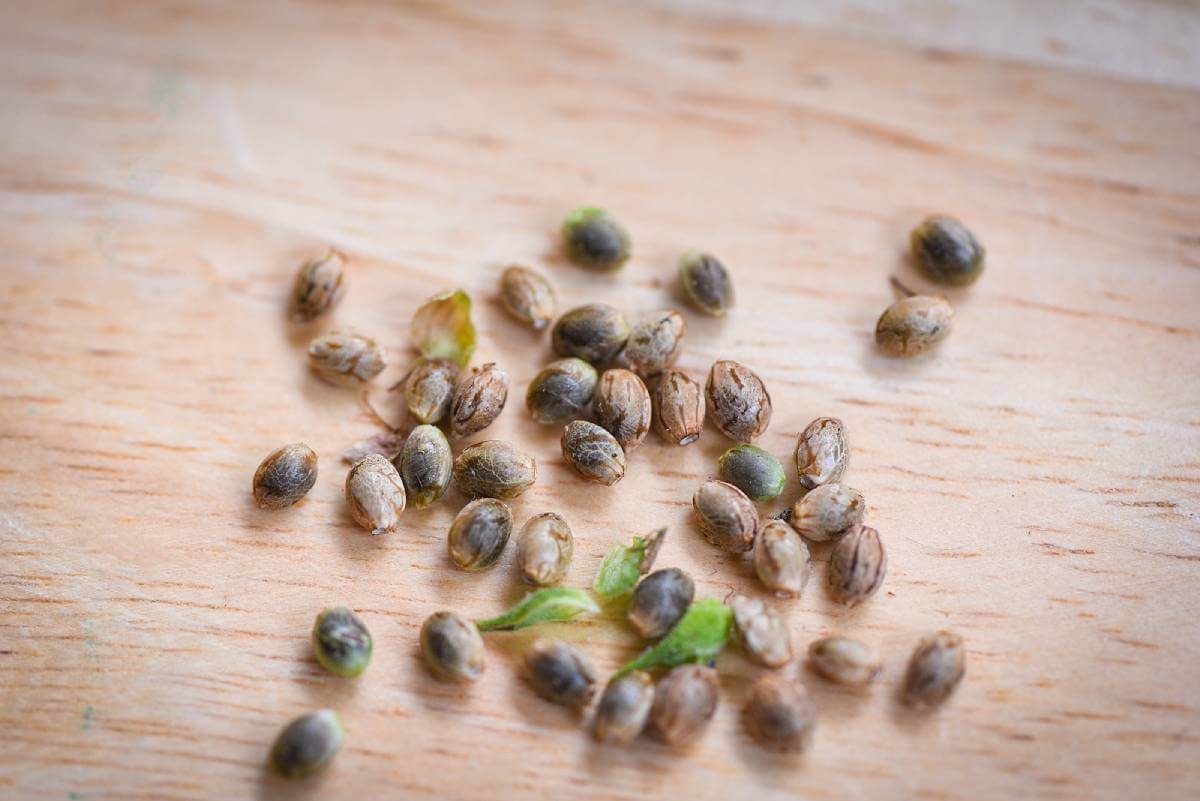 Choosing the Best Seeds for Maximum Success in Marijuana