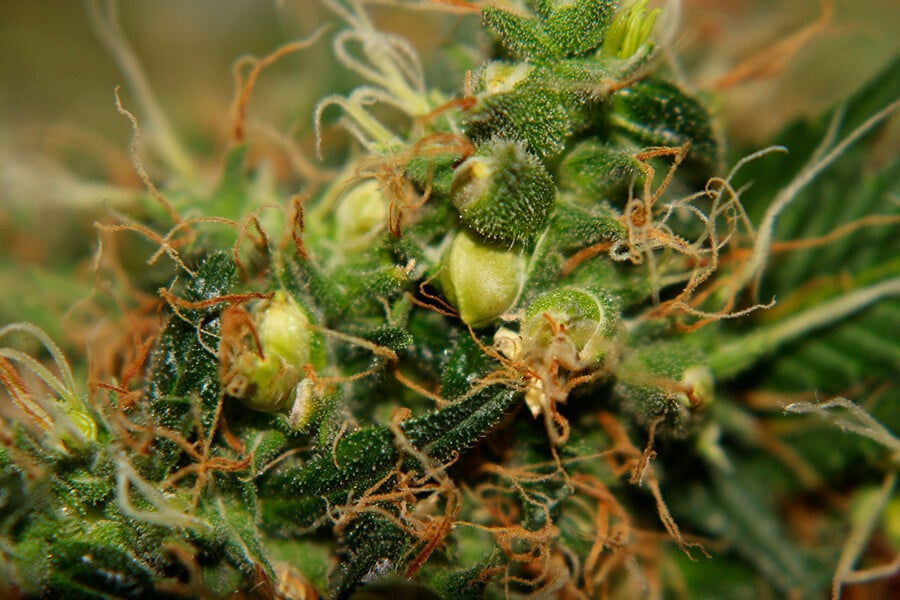 marijuana seeds 